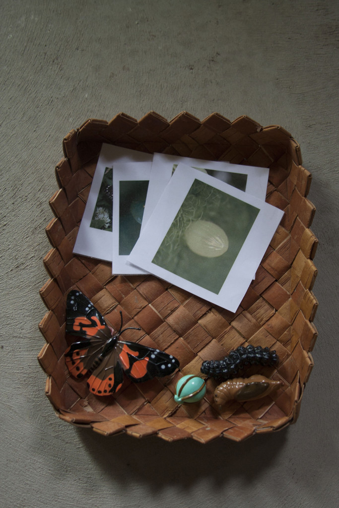 Eluring Montessori pildikaardid: liblika eluring – Mutukamoos